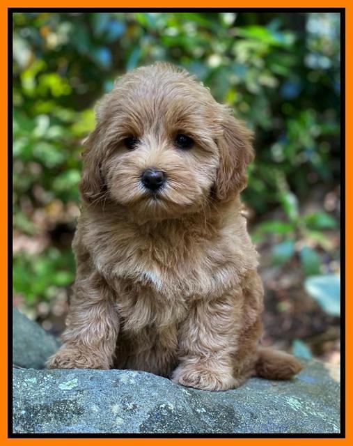 hunnie Patrick Parson 8 wks old 231