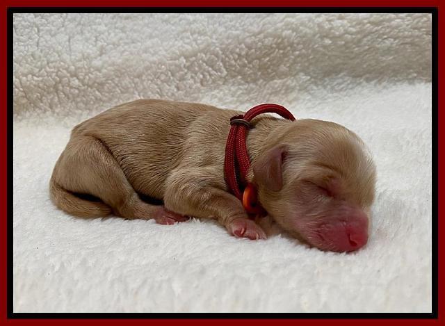 Hunnie Patrick Parson Newborn 61