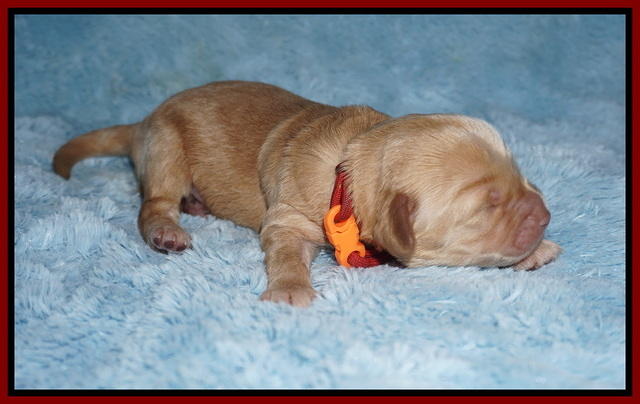 Hunnie Patrick Parson pups 1 wk old 41