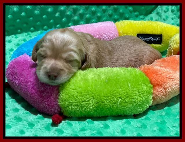 Hunnie Patrick Parson pups 2 wks old 51