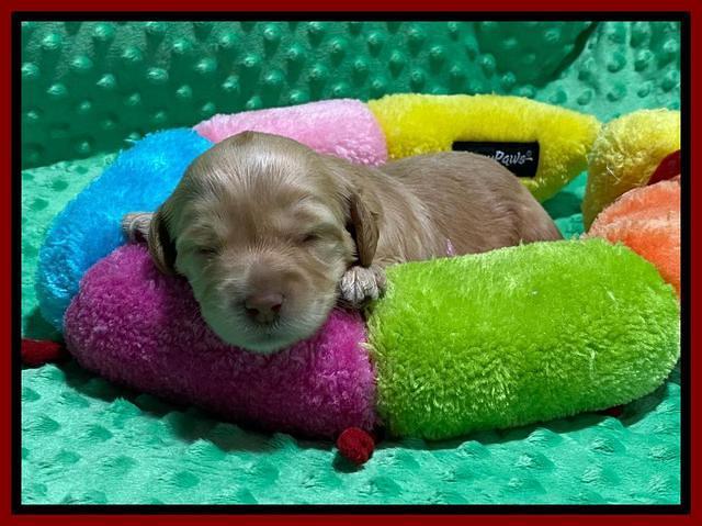 Hunnie Patrick Parson pups 2 wks old 61