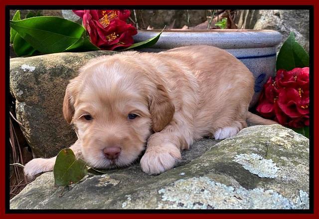 Hunnie Patrick Parson pups 3 wks old 61