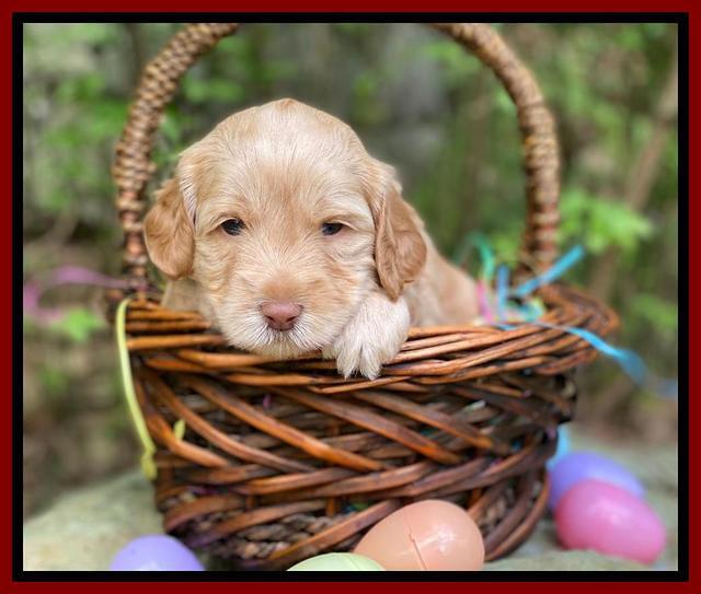 Hunnie Patrick Parson pups 4 wks old 81