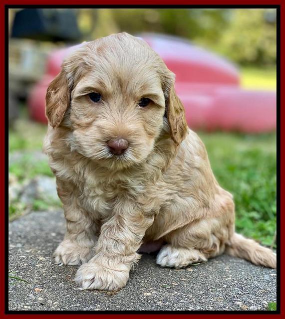 Hunnie Patrick Parson pups 5 wks old 61