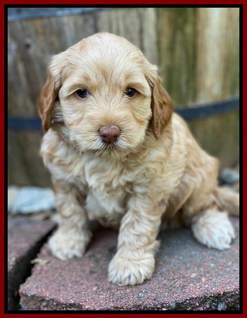 Hunnie Patrick Parson pups 5 wks old 71