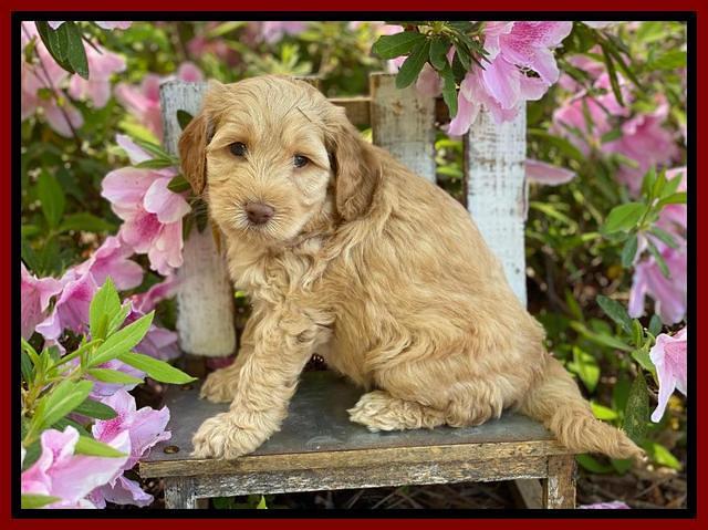 Hunnie Patrick Parson pups 6 wks old 61