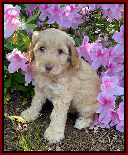 Hunnie Patrick Parson pups 6 wks old 71