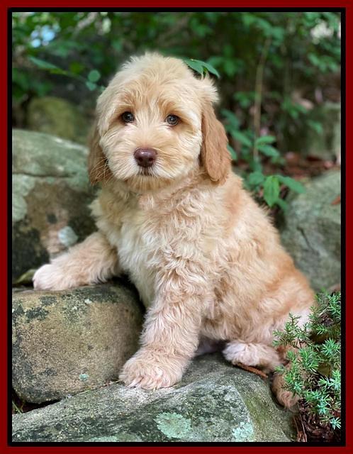 hunnie Patrick Parson 8 wks old 1300