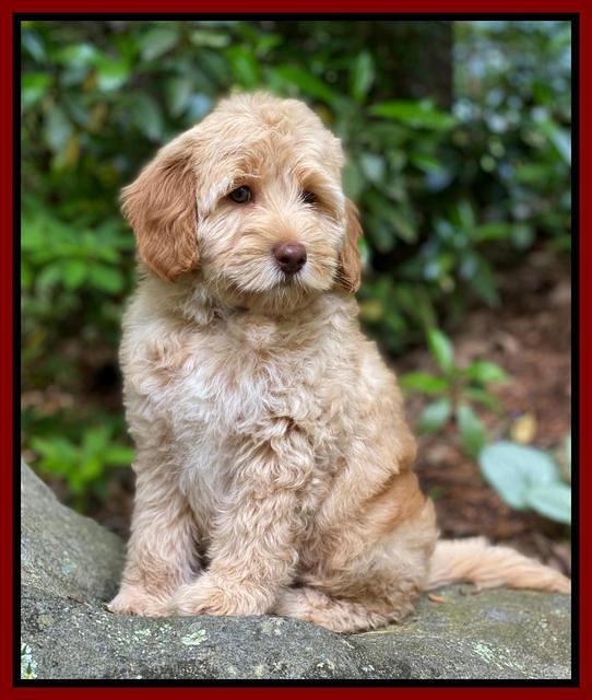 hunnie Patrick Parson 8 wks old 4300