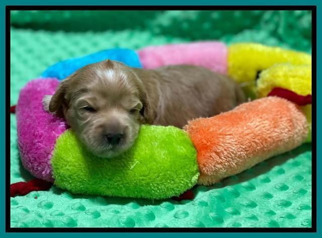 Hunnie Patrick Parson pups 2 wks old 141