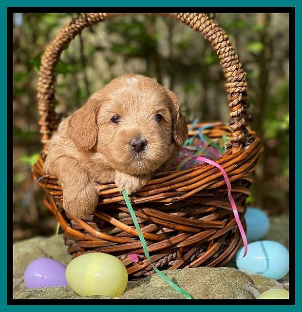 Hunnie Patrick Parson pups 4 wks old 301