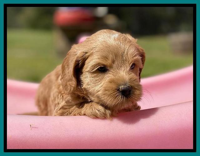 Hunnie Patrick Parson pups 5 wks old 261