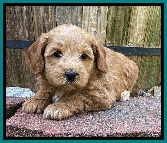 Hunnie Patrick Parson pups 5 wks old 281