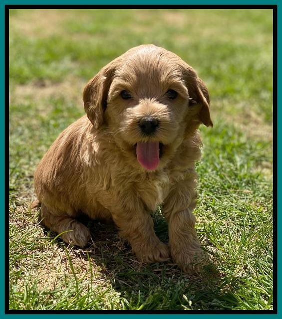 Hunnie Patrick Parson pups 5 wks old 291