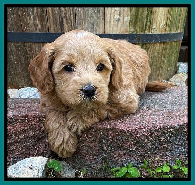 Hunnie Patrick Parson pups 5 wks old 301