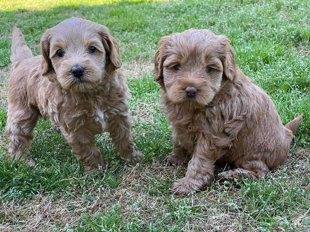 Hunnie Patrick Parson pups 5 wks old 361