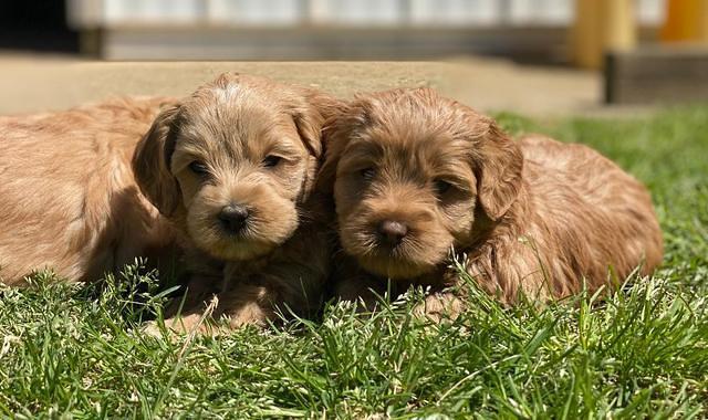 Hunnie Patrick Parson pups 5 wks old 371