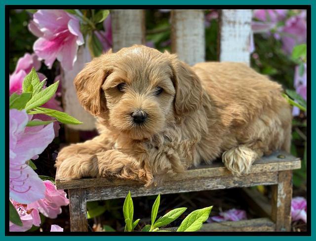 Hunnie Patrick Parson pups 6 wks old 281
