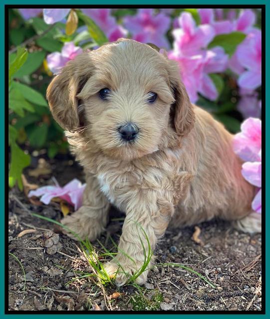 Hunnie Patrick Parson pups 6 wks old 301