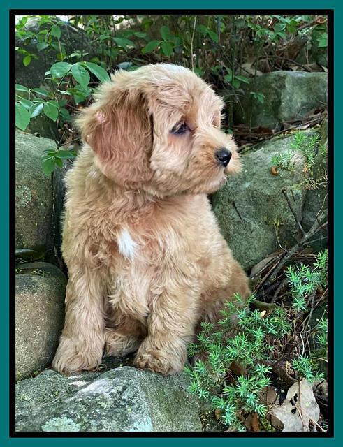 hunnie Patrick Parson 8 wks old 151