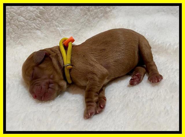 Hunnie Patrick Parson Newborn 181