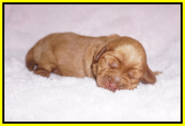 Hunnie Patrick Parson pups 1 wk old 151