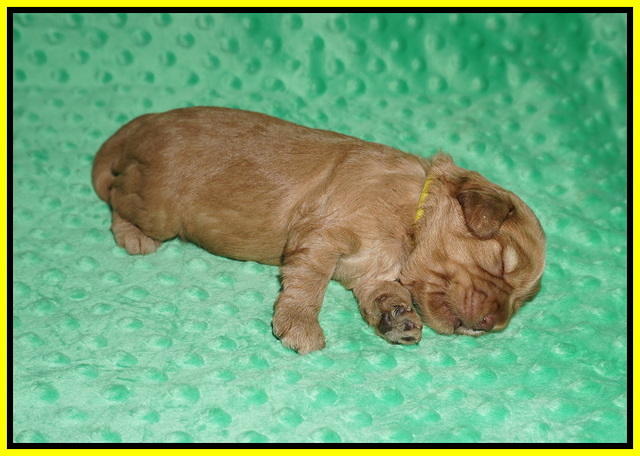 Hunnie Patrick Parson pups 2 wks old 181