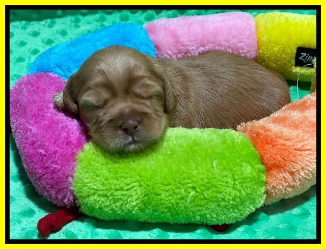 Hunnie Patrick Parson pups 2 wks old 191