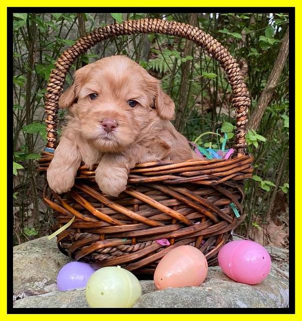 Hunnie Patrick Parson pups 4 wks old 321