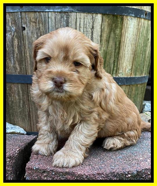 Hunnie Patrick Parson pups 5 wks old 321