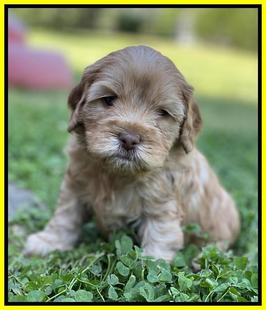 Hunnie Patrick Parson pups 5 wks old 331