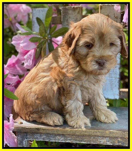 Hunnie Patrick Parson pups 6 wks old 321
