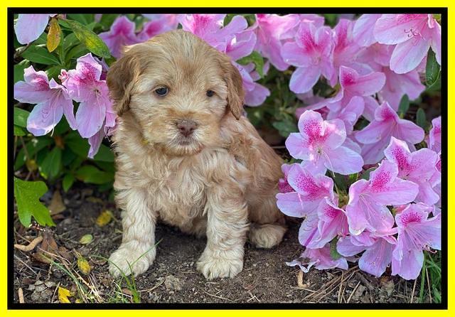 Hunnie Patrick Parson pups 6 wks old 331