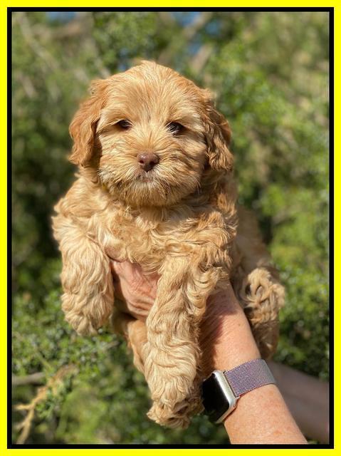 Hunnie Patrick Parson pups 7 wks old 261