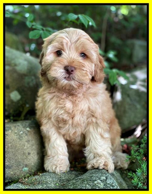 hunnie Patrick Parson 8 wks old 171