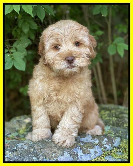 hunnie Patrick Parson 8 wks old 181