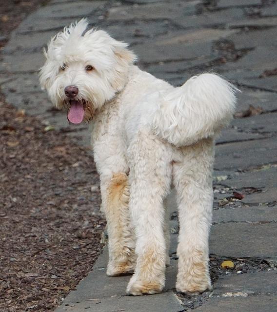 Ivory 2 years old over shoulder glance