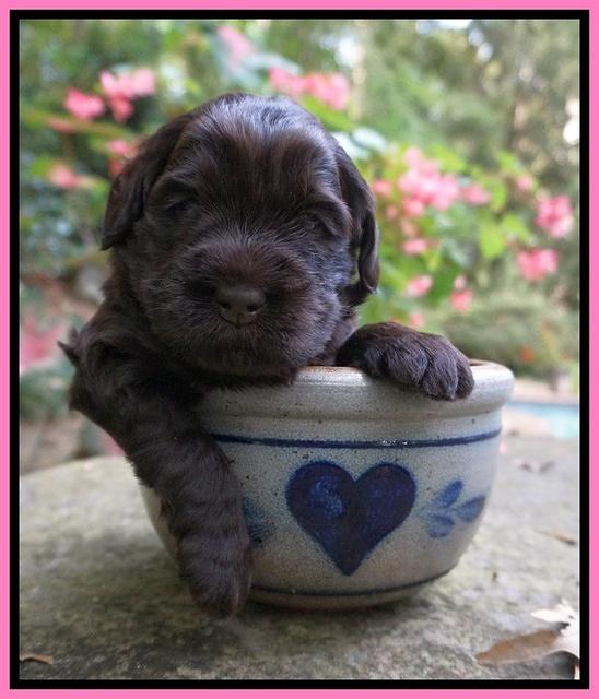 Ivory Champ pups 3 wks old 11