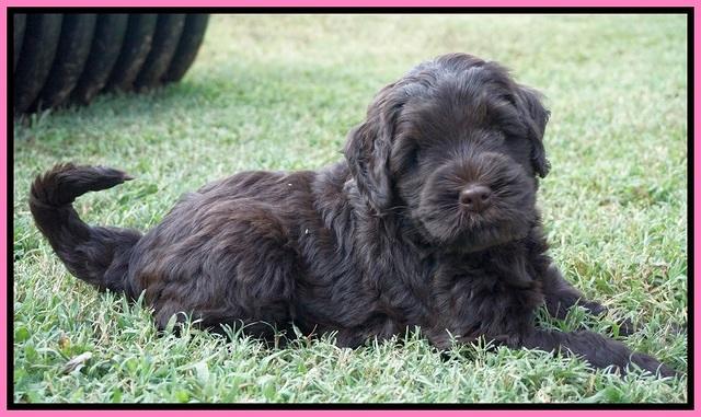 Ivory Champ pups 6 wks old 71
