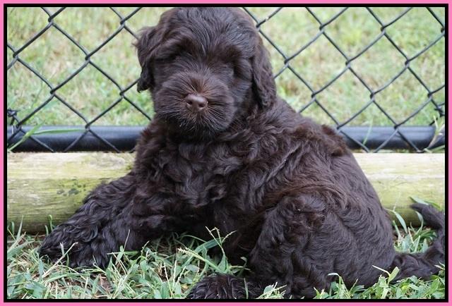Ivory Champ pups 7 wks old101