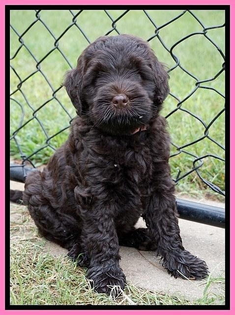 Ivory Champ pups 7 wks old91