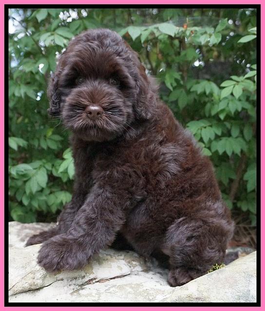 Ivory Champ pups 8 wk old 81