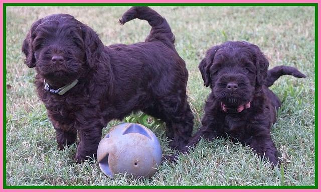 Ivory Champion pups 5 wks old 91