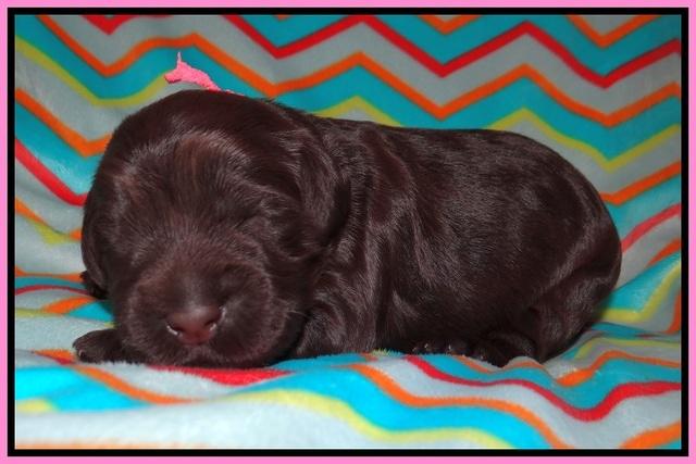 Ivory Chmapion pups 1 week old 31