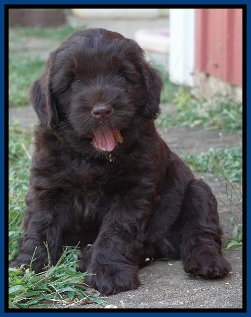 Ivory Champ pups 6 wks old 11