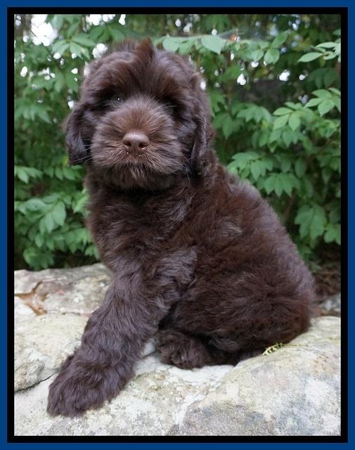 Ivory Champ pups 8 wk old 31