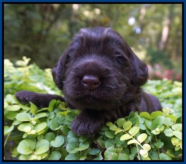 Ivory Champion pups 2 wks old 51