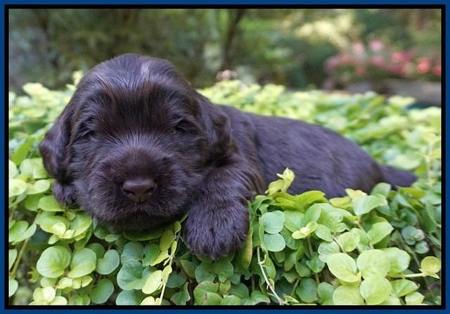 Ivory Champion pups 2 wks old 61