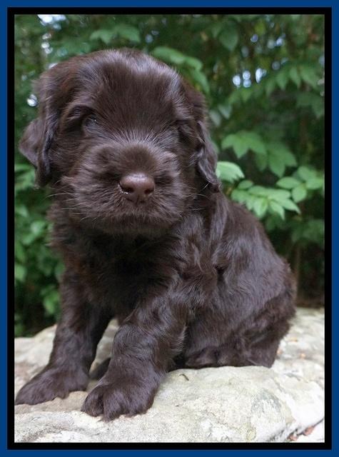 Ivory Champion pups 4 wks old 51