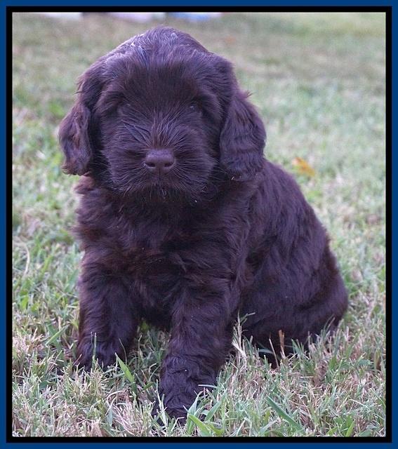 Ivory Champion pups 5 wks old 31